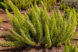 Asparagus
