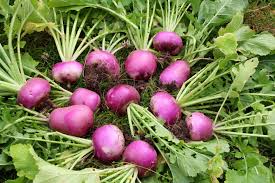 Turnip