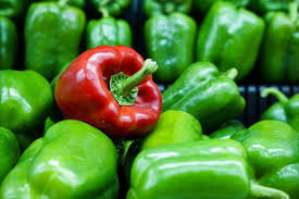 Capsicum
