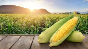 Corn