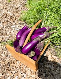 Eggplant