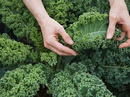 Kale